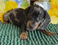 Poppy, a female Miniature Dachshund for sale in Gaffney, SC – 3 of 4