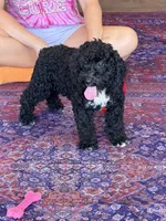 Jade, a female Miniature Labradoodle for sale in Gaffney, SC – 4 of 4