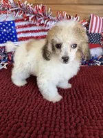 Beth, a female Poodle - Toy  for sale in Gaffney, SC – 3 of 3