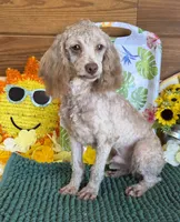 Boo Bear, a male Cockapoo for sale in Gaffney, SC – 2 of 3