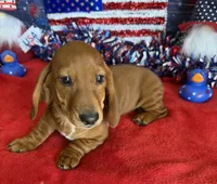 Nate, a male Dachshund for sale in Gaffney, SC – 3 of 3