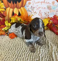 Bessie, a female Miniature Dachshund for sale in Gaffney, SC – 2 of 3