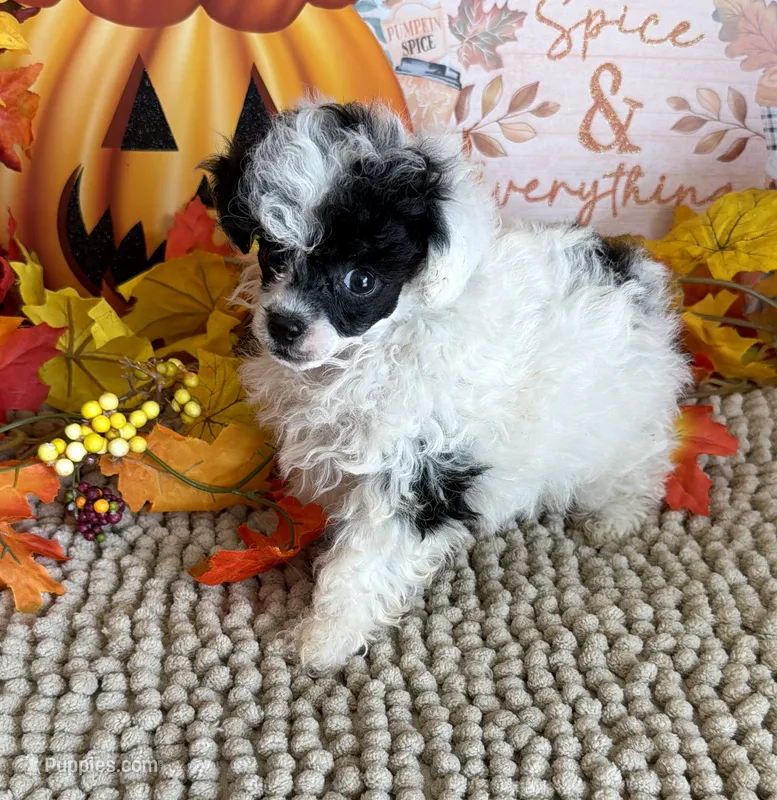 Princess – Poodle - Toy  puppy for sale in Gaffney, SC