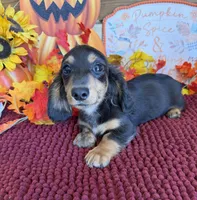Ramsey, a male Miniature Dachshund for sale in Gaffney, SC – 1 of 3