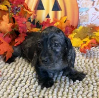 Speckles Wire Girl, a female Miniature Dachshund for sale in Gaffney, SC – 2 of 6