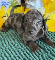 Speckles Wire Boy 1, a male Miniature Dachshund for sale in Gaffney, SC – 2 of 4