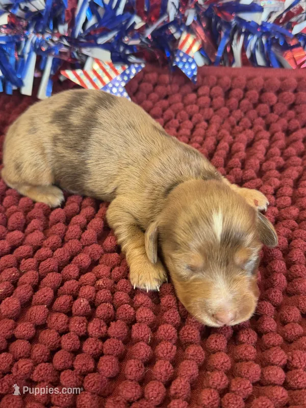 Cameo – Miniature Dachshund puppy for sale in Gaffney, SC
