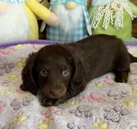 Cowboy, a male Miniature Dachshund for sale in Gaffney, SC – Photo 1 of 3