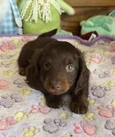 Cowboy, a male Miniature Dachshund for sale in Gaffney, SC – Photo 2 of 3
