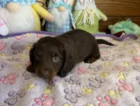 Cowboy, a male Miniature Dachshund for sale in Gaffney, SC – Photo 3 of 3