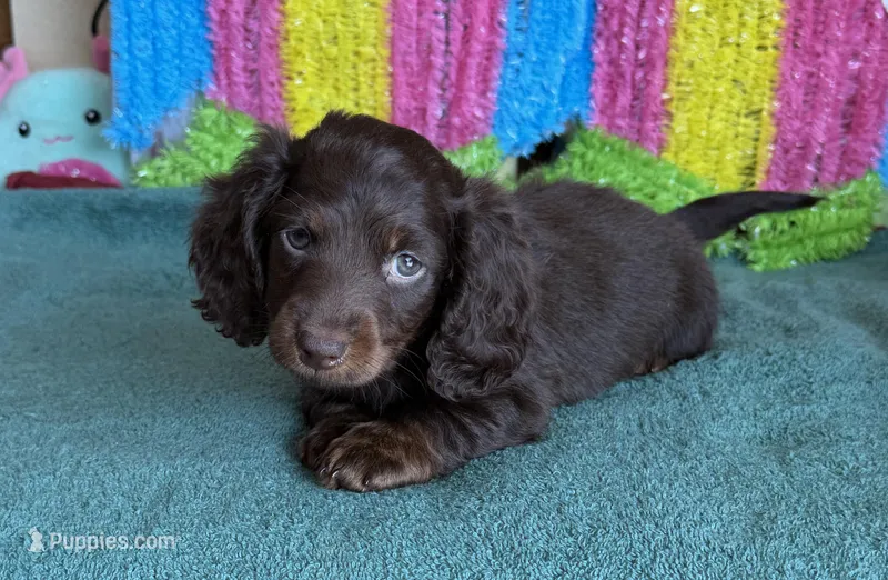 Cowboy – Miniature Dachshund puppy for sale in Gaffney, SC