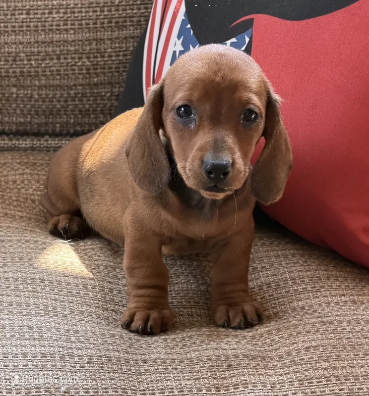 Reba 1 – Miniature Dachshund puppy for sale in Gaffney, SC