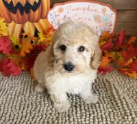 Armani, a male Cavapoo for sale in Gaffney, SC – 3 of 3