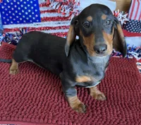 Gordon, a male Dachshund for sale in Gaffney, SC – 3 of 3