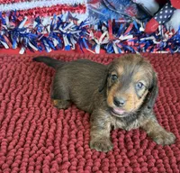Sammy Wire, a male Dachshund for sale in Gaffney, SC – 2 of 3