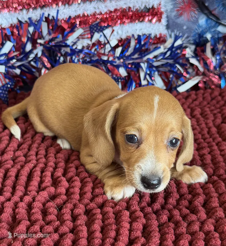 Annie – Miniature Dachshund puppy for sale in Gaffney, SC