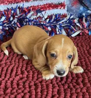 Annie, a female Miniature Dachshund for sale in Gaffney, SC – 4 of 6