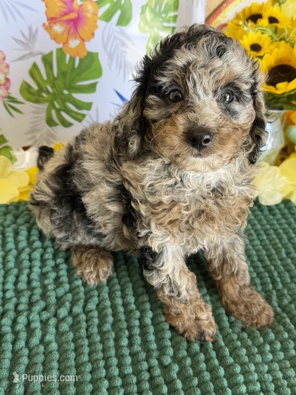 Cosmo – Cockapoo puppy for sale in Gaffney, SC