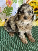 Cosmo, a male Cockapoo for sale in Gaffney, SC – 1 of 3