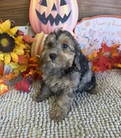 Cosmo, a male Cockapoo for sale in Gaffney, SC – 2 of 3