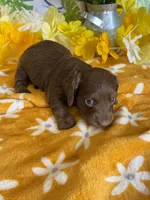 Chip, a male Miniature Dachshund for sale in Gaffney, SC – 2 of 3