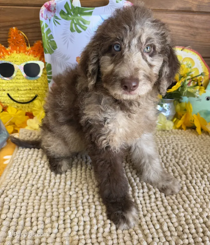 Jasmine – Miniature Labradoodle puppy for sale in Gaffney, SC