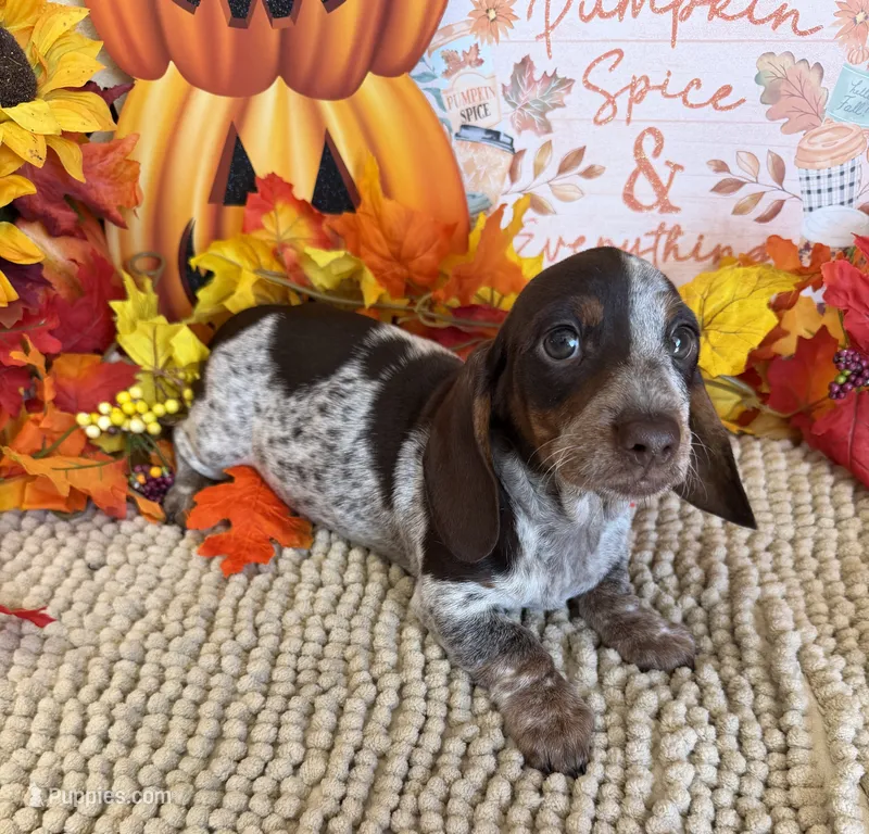 Bessie – Miniature Dachshund puppy for sale in Gaffney, SC