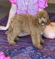 Teddy, a male Miniature Labradoodle for sale in Gaffney, SC – 4 of 4