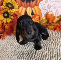 Simon, a male Miniature Dachshund for sale in Gaffney, SC – 1 of 3