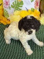 Moses, a male Cockapoo for sale in Gaffney, SC – 2 of 4