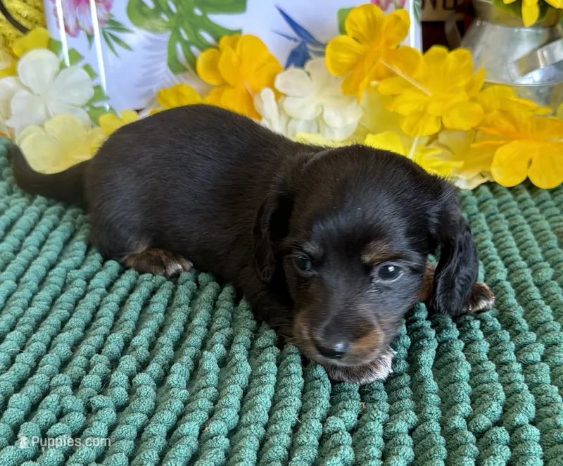Toby – Miniature Dachshund puppy for sale in Gaffney, SC