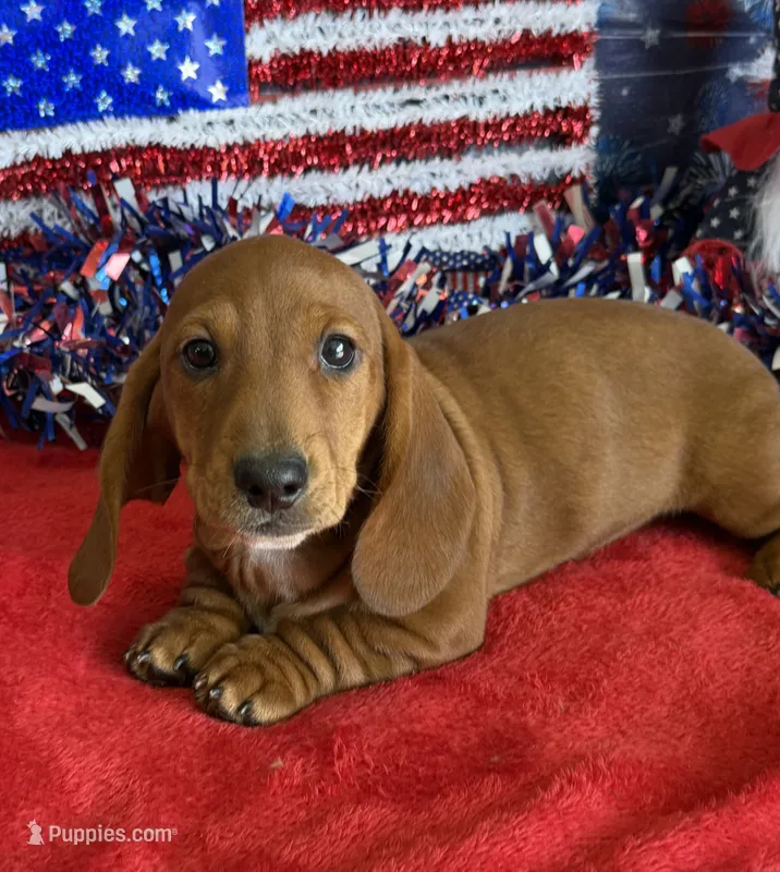 Nate – Dachshund puppy for sale in Gaffney, SC