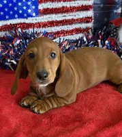Nate, a male Dachshund for sale in Gaffney, SC – 1 of 3