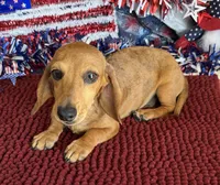 Ellis, a male Dachshund for sale in Gaffney, SC – 2 of 6