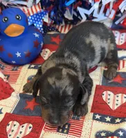 Speckles Wire Girl, a female Miniature Dachshund for sale in Gaffney, SC – 2 of 3