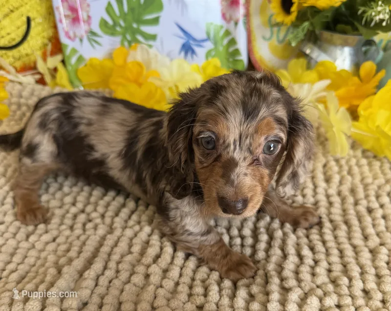 Kit – Miniature Dachshund puppy for sale in Gaffney, SC