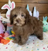 Bear, a male Cockapoo for sale in Gaffney, SC – Photo 3 of 3