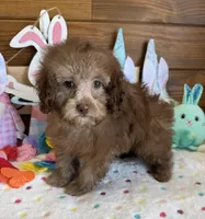 Bear, a male Cockapoo for sale in Gaffney, SC – Photo 2 of 3