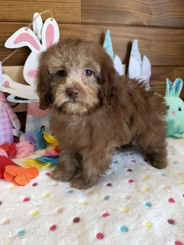 Bear – Cockapoo puppy for sale in Gaffney, SC