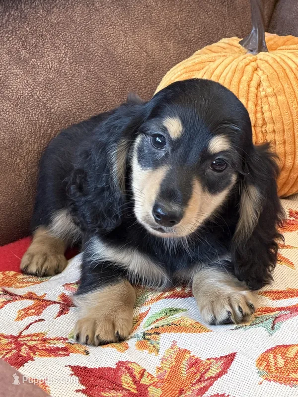 Justin – Miniature Dachshund puppy for sale in Gaffney, SC