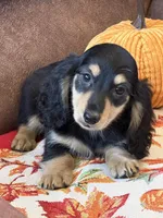 Justin, a male Miniature Dachshund for sale in Gaffney, SC – 1 of 7