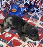 Speckles Wire Girl, a female Miniature Dachshund for sale in Gaffney, SC – 3 of 3