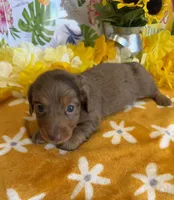 Ripple, a female Miniature Dachshund for sale in Gaffney, SC – 1 of 3