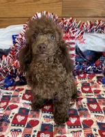 Hank, a male Poodle - Toy  for sale in Gaffney, SC – 2 of 4