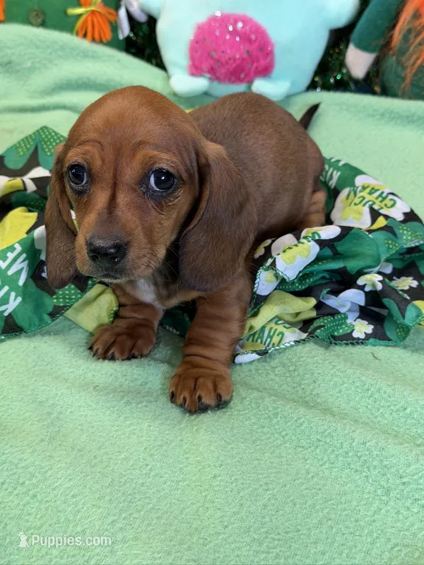 Carol – Miniature Dachshund puppy for sale in Gaffney, SC