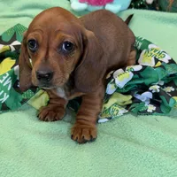 Carol, a female Miniature Dachshund for sale in Gaffney, SC – Photo 1 of 4