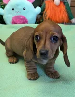 Carol, a female Miniature Dachshund for sale in Gaffney, SC – Photo 4 of 4