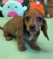Carol, a female Miniature Dachshund for sale in Gaffney, SC – Photo 2 of 4