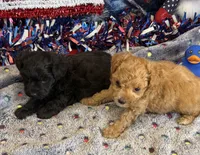 Armani, a male Maltipoo for sale in Gaffney, SC – 2 of 3