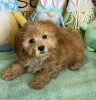 Vinny, a male Cavapoo for sale in Gaffney, SC – Photo 1 of 3